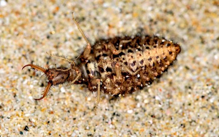 An antlion larva (Euroleon nostras) playing dead