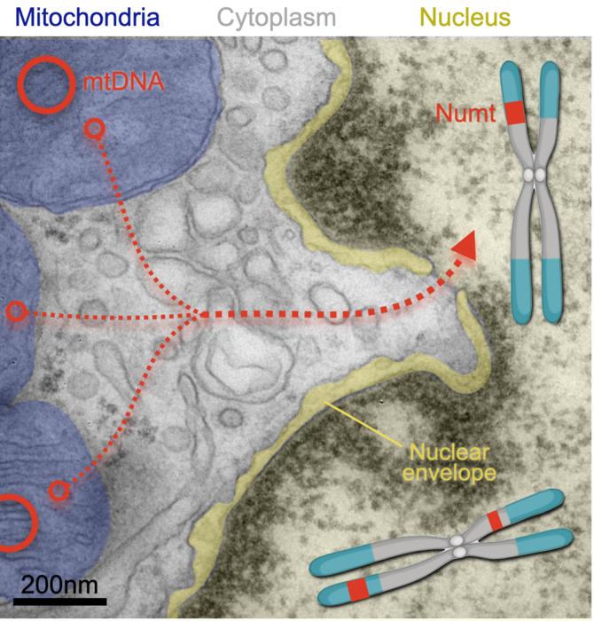 Mitochondria release segments of mitochondrial DNA that can travel through pores of the nucleus and integrate into a cell's chromosomes (where the insertions are called NUMTs, for nuclear mitochochondrial segments). A new study has found that nuclear mitochondrial DNA insertion—once thought rare—happens in the human brain likely several times over during a person’s lifespan.