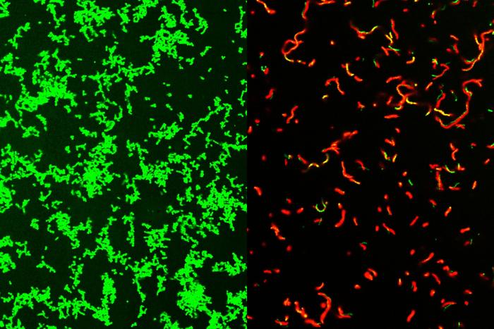 Researchers at Washington University School of Medicine in St. Louis have developed a compound that is effective against common bacteria that can lead to rare, dangerous illnesses. This image shows untreated Streptococcus pyogenes bacterial culture full of healthy microbes, labeled green (left). After treatment by GmPcide, the dish is full of dead bacteria (red; right).