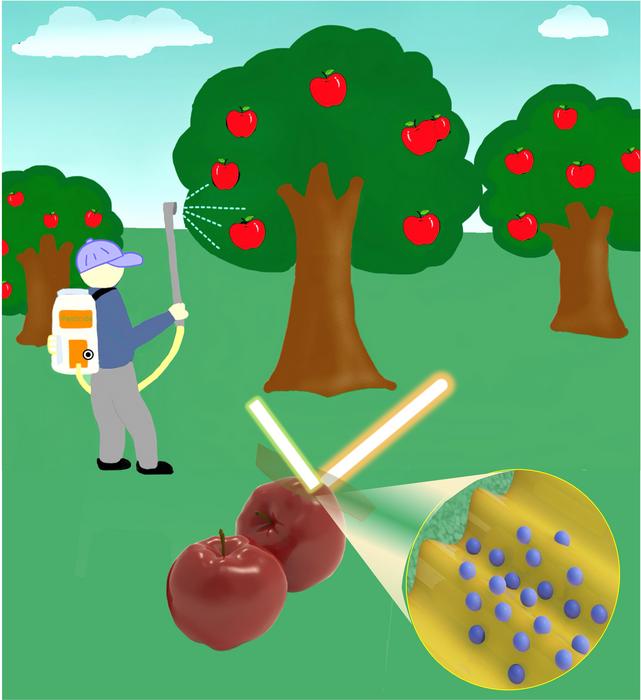 A sensitive analytical method finds that removing agricultural pesticides from foods such as apples may require more than a simple wash.