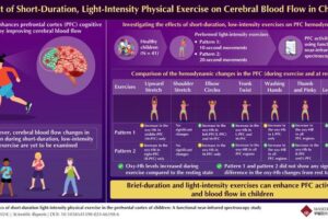 Researchers from Waseda University investigated the effects of seven types of light-intensity, short-duration exercises and found that all exercises, except static stretching with monotonous movements, enhance cerebral blood flow and activate multiple regions of the PFC.