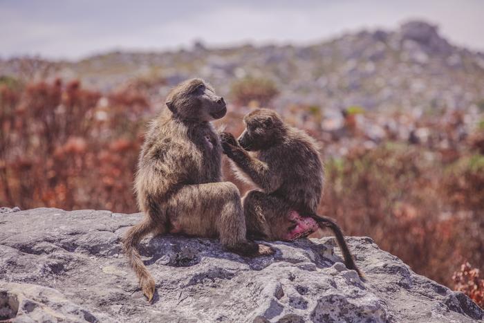 A female chacma baboon grooms a male on the Cape Peninsula, South Africa,