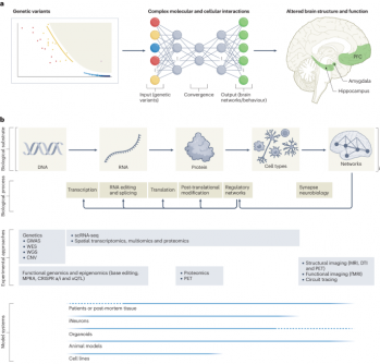  A pathway from genomics to an aetiological theory of schizophrenia.