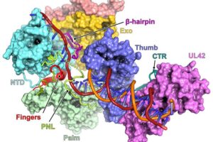 A 3D representation of a herpes simplex virus enzyme involved in viral replication. Credit: Abraham Lab/HMS