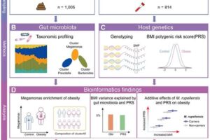 Figure S1. Study design, data analysis and experimental strategy for linking the human gut microbiota, genetics, and obesity. Related to STAR Methods. (A) Basic information of a Chinese obese cohort (n = 1,005). (B) Shotgun metagenomic sequencing and taxonomic profiling analysis on 1,005 collected fecal samples. (C) Whole genome sequencing conducted on 814 collected blood samples, and the calculation of polygenic risk score (PRS) for BMI based on BMI-associated common variants. (D) Identification of obesity-enriched microbial taxa, and assessment of the impacts of gut microbiota and host genetics on obesity. (E) Experimental design of functional examination of M. rupellensis and E. coli with heterologous expression of a myo-inositol-degrading enzyme in vitro and in vivo.