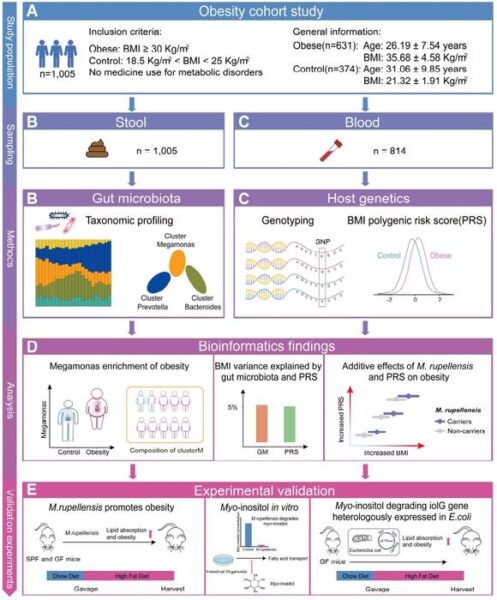 Figure S1. Study design, data analysis and experimental strategy for linking the human gut microbiota, genetics, and obesity. Related to STAR Methods. (A) Basic information of a Chinese obese cohort (n = 1,005). (B) Shotgun metagenomic sequencing and taxonomic profiling analysis on 1,005 collected fecal samples. (C) Whole genome sequencing conducted on 814 collected blood samples, and the calculation of polygenic risk score (PRS) for BMI based on BMI-associated common variants. (D) Identification of obesity-enriched microbial taxa, and assessment of the impacts of gut microbiota and host genetics on obesity. (E) Experimental design of functional examination of M. rupellensis and E. coli with heterologous expression of a myo-inositol-degrading enzyme in vitro and in vivo.