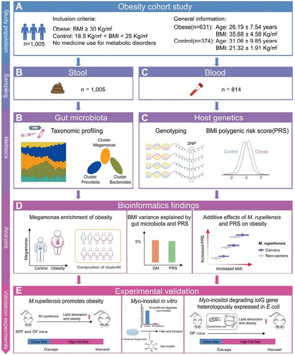 Figure S1. Study design, data analysis and experimental strategy for linking the human gut microbiota, genetics, and obesity. Related to STAR Methods. (A) Basic information of a Chinese obese cohort (n = 1,005). (B) Shotgun metagenomic sequencing and taxonomic profiling analysis on 1,005 collected fecal samples. (C) Whole genome sequencing conducted on 814 collected blood samples, and the calculation of polygenic risk score (PRS) for BMI based on BMI-associated common variants. (D) Identification of obesity-enriched microbial taxa, and assessment of the impacts of gut microbiota and host genetics on obesity. (E) Experimental design of functional examinati...                    </div>

                    <div class=