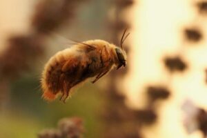 Valley carpenter bee.