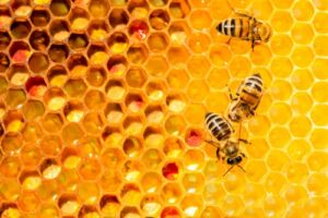 UCLA researchers found Manuka honey significantly reduced tumor growth in mice with ER-positive breast cancer cells by 84% without affecting normal breast cells or causing major side effects.