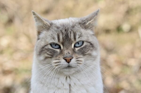 a cat staring at the camera