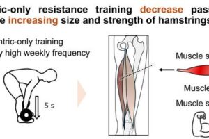 A specific type of weight training can make muscles more flexible while also making them bigger and stronger. This training focuses on slowly lowering weights when muscles are stretched out.