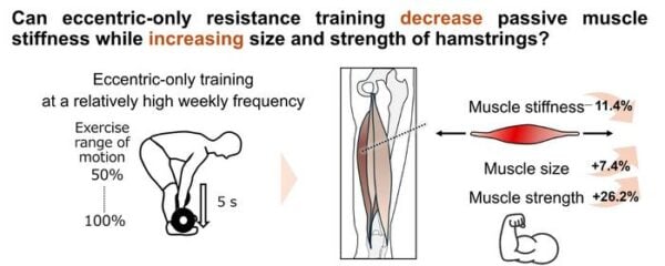 A specific type of weight training can make muscles more flexible while also making them bigger and stronger. This training focuses on slowly lowering weights when muscles are stretched out.