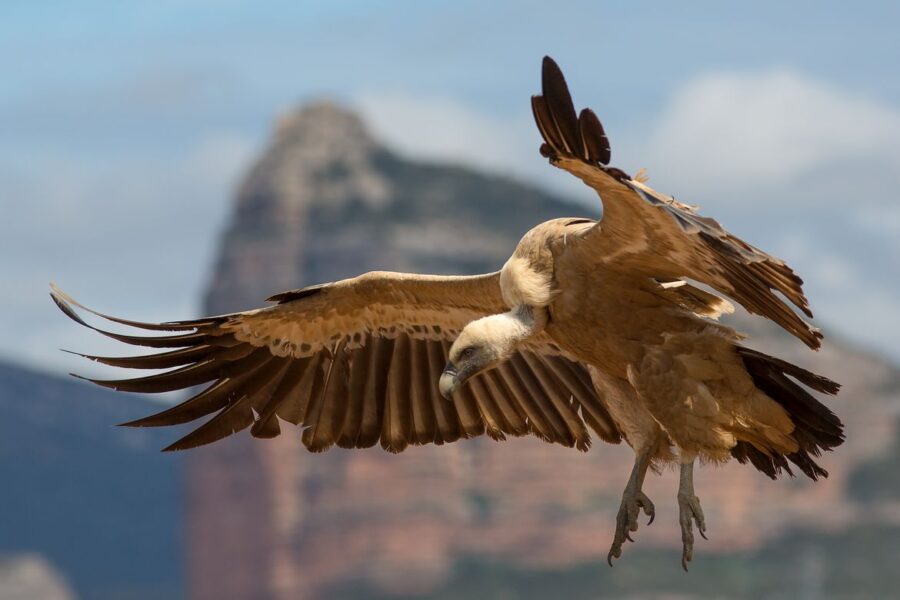 A griffon vulture — besties not pictured — in flight.