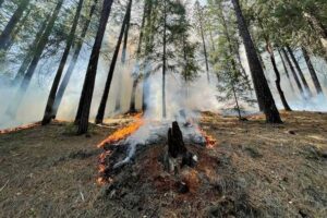 An example of a low severity fire from a prescribed burn in a dry mixed conifer forest.