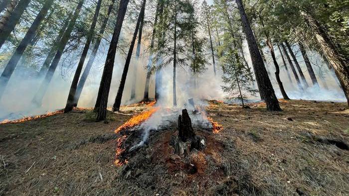 An example of a low severity fire from a prescribed burn in a dry mixed conifer forest.