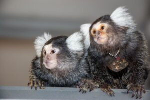 Mother and daughter - Bhumi and Belle