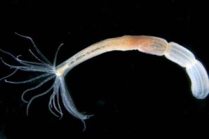 A single Nematostella polyp.