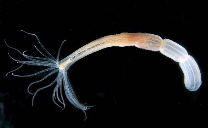 A single Nematostella polyp.