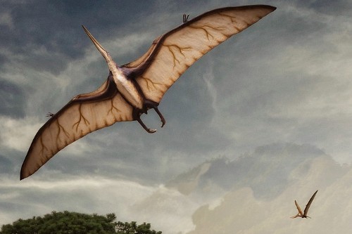 Giant prehistoric flying reptile took off using similar method to bats, study finds