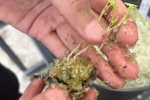 Recycled glass for growing salsa ingredients