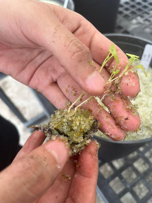 Recycled glass for growing salsa ingredients