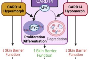 CARD14 directly binds and regulates MYC, a protein involved in controlling cell growth that can contribute to cancer when it malfunctions. A study published in Cell Reports shows that the proper interaction between these two proteins is important for a healthy skin barrier.