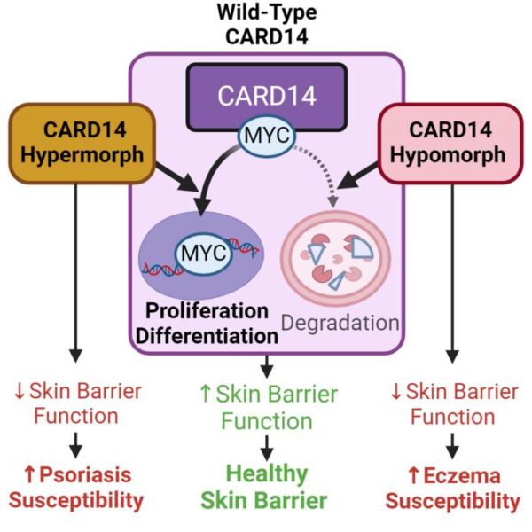 CARD14 directly binds and regulates MYC, a protein involved in controlling cell growth that can contribute to cancer when it malfunctions. A study published in Cell Reports shows that the proper interaction between these two proteins is important for a healthy skin barrier.