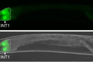 Scripps Research scientists discovered that specialized intestine cells (shown in green) in the C. elegans worm (gray) produce a peptide hormone that travels to the brain to control fat metabolism.