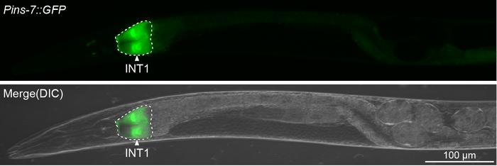 Scripps Research scientists discovered that specialized intestine cells (shown in green) in the C. elegans worm (gray) produce a peptide hormone that travels to the brain to control fat metabolism.