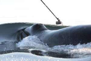 tagged bowhead whale