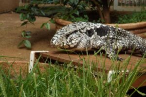 In 2016, researchers supported by FAPESP had shown that tegu lizards reach higher temperatures than the burrows they inhabit in spring. This new study has found a physiological explanation for the phenomenon