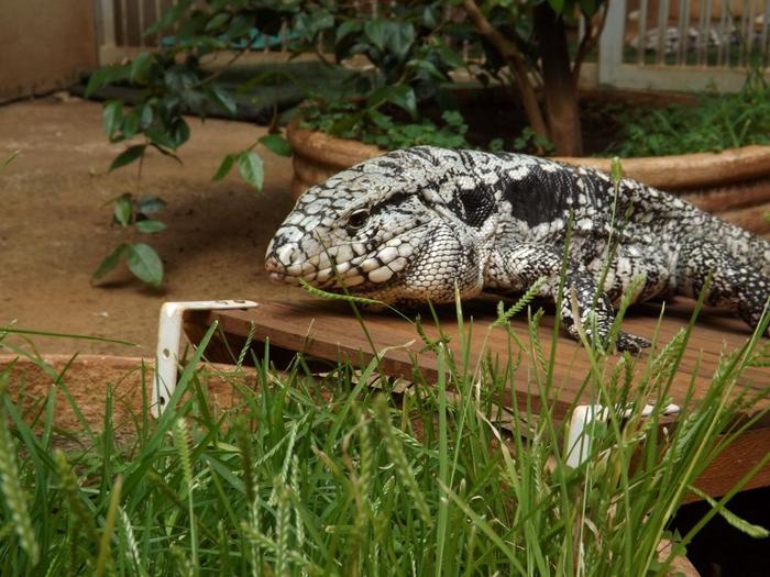 In 2016, researchers supported by FAPESP had shown that tegu lizards reach higher temperatures than the burrows they inhabit in spring. This new study has found a physiological explanation for the phenomenon