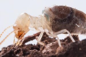 A termite of the species Neocapritermes taracua with a blue body on the back formed by laccase BP76.