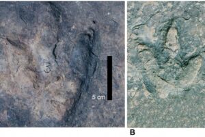 Two representative theropod tracks from the Koum Basin in northern Cameroon.