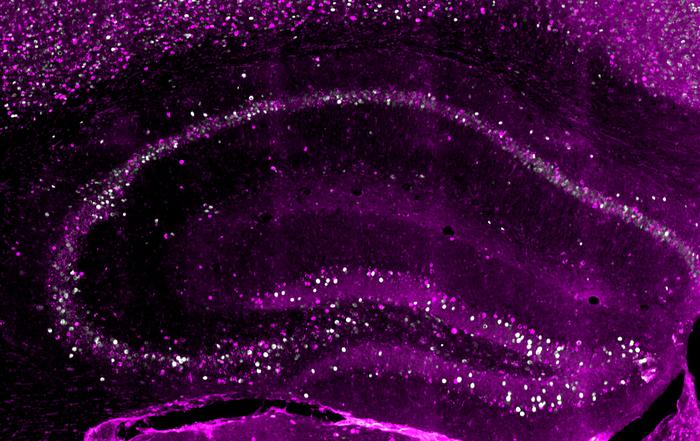 Early-born neurons (magenta) in the hippocampus create a long-persisting copy of a memory.