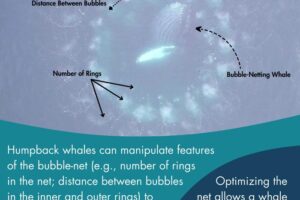 Infographic showing features of the bubble-net. Humpback whales can manipulate these features: number of rings in the net, distance between bubbles in teh inner and outer rings) to effectively concentrate prey and keep them from escaping.