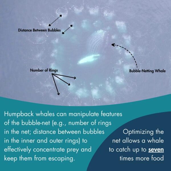 Infographic showing features of the bubble-net. Humpback whales can manipulate these features: number of rings in the net, distance between bubbles in teh inner and outer rings) to effectively concentrate prey and keep them from escaping.