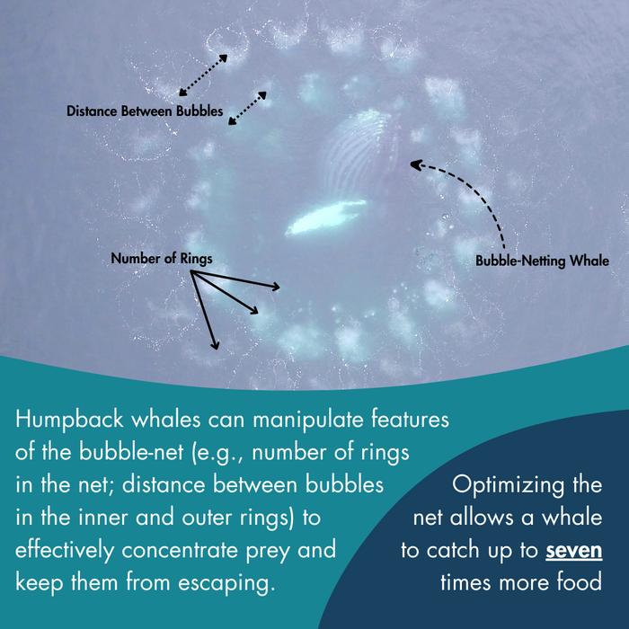  number of rings in the net, distance between bubbles in teh inner and outer rings) to effectively concentrate prey and keep them from escaping.