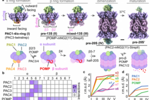 The first figure in the paper discusses several stages in the formation of the 20S proteasome, which is shaped like a barrel. This proteasome is marked by the coming together of four stacked rings comprised each of seven protein building blocks known as either alpha or beta subunits. The two rings of beta subunits at the center are sandwiched by two rings of alpha subunits.