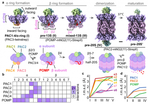 The first figure in the paper discusses several stages in the formation of the 20S proteasome, which is shaped like a barrel. This proteasome is marked by the coming together of four stacked rings comprised each of seven protein building blocks known as either alpha or beta subunits. The two rings of beta subunits at the center are sandwiched by two rings of alpha subunits.