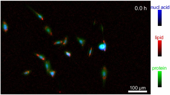 New IR Imaging Technique Reveals Biomolecules in Living Cells