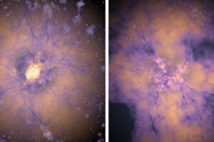 Early dark energy could have triggered the formation of numerous bright galaxies, very early in the universe, a new study finds. The mysterious unknown force could have caused early seeds of galaxies (depicted at left) to sprout many more bright galaxies (at right) than theory predicts. Credits:Image: Josh Borrow/Thesan Team