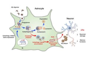 The mechanism of astrocytic autophagy plasticity plays a crucial role in AD. When the autophagy-regulating genes (LC3B and SQSTM1) in astrocytes are activated, Aβ is efficiently removed, which is important for cognitive recovery.