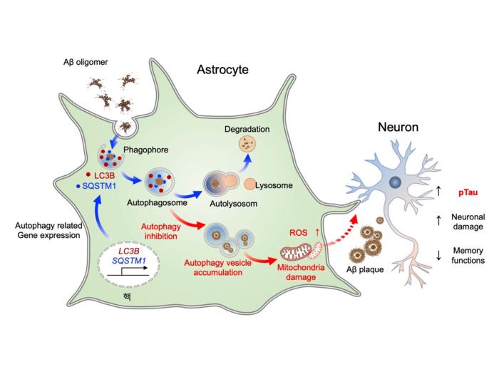 The mechanism of astrocytic autophagy plasticity plays a crucial role in AD. When the autophagy-regulating genes (LC3B and SQSTM1) in astrocytes are activated, Aβ is efficiently removed, which is important for cognitive recovery.