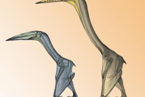 Pterosaurs standing