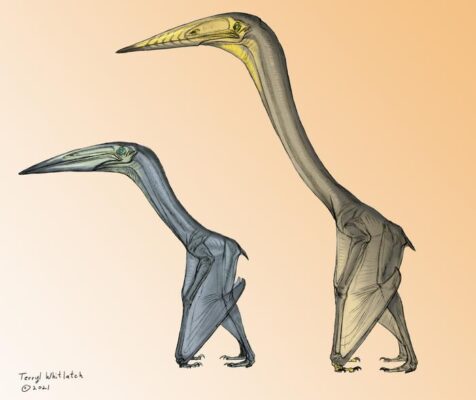 Pterosaurs standing