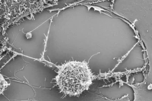 Nanotubes deliver mitochondria to T cells, supercharging the T cells to make them more effective in the fight against cancer. Image courtesy of Shiladitya Sengupta, BWH