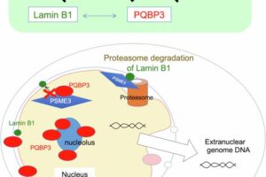 Researchers investigated the function of PQBP3, a protein that was previously linked to certain neurodegenerative diseases, and unveiled its role in maintaining the integrity of the nuclear membrane. In senescent (aged) cells, PQBP3 concentration is decreased thereby promoting Lamin B1 degradation, and PQBP3 leaks from its typical place in the nucleolus to the cytosol, which in turn causes the nuclear membrane to get destabilized.