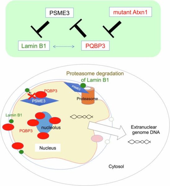 Researchers investigated the function of PQBP3, a protein that was previously linked to certain neurodegenerative diseases, and unveiled its role in maintaining the integrity of the nuclear membrane. In senescent (aged) cells, PQBP3 concentration is decreased thereby promoting Lamin B1 degradation, and PQBP3 leaks from its typical place in the nucleolus to the cytosol, which in turn causes the nuclear membrane to get destabilized.