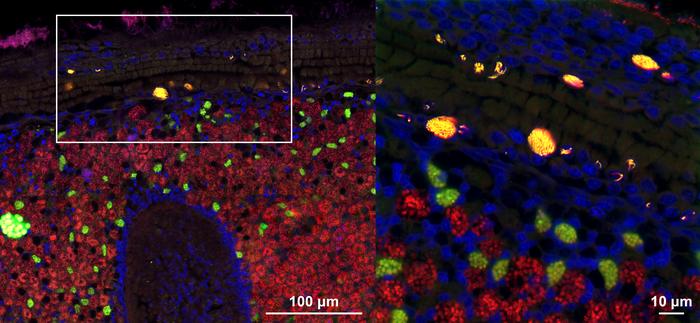 Fluorescence in situ hybridization (FISH) confocal microscopy image of deep-sea mussel tissue. The intranuclear parasite Ca. Endonucleobacter is shown in yellow, while beneficial symbiotic bacteria are labeled in green and red. Cell nuclei are stained blue. The right panel zooms in on the white square highlighted in the left panel.